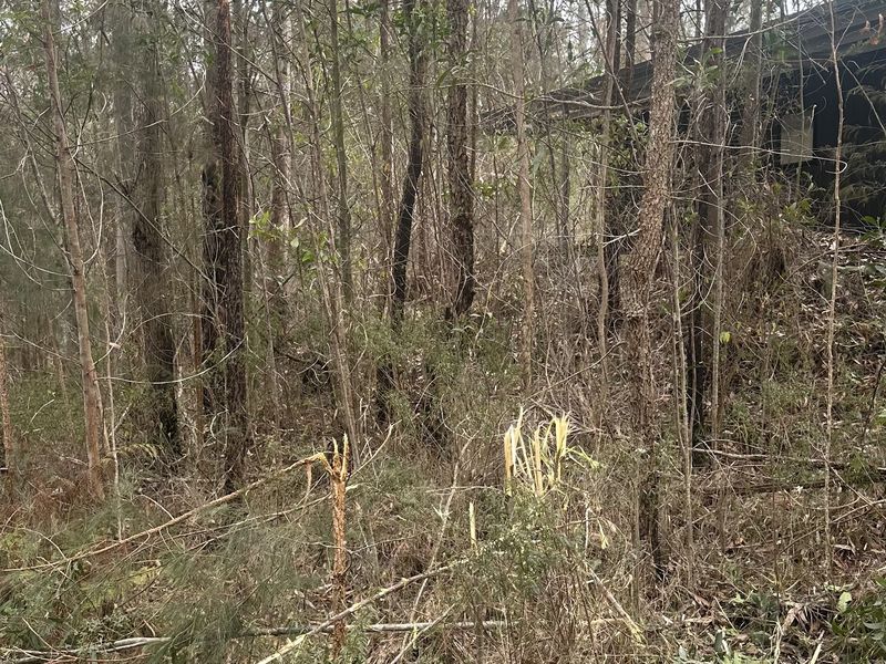 Thick regrowth and scrub under eucalypts beside a building, before clearing